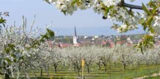 Obstblüte Mainz Finthen | Rheinland-Pfalz