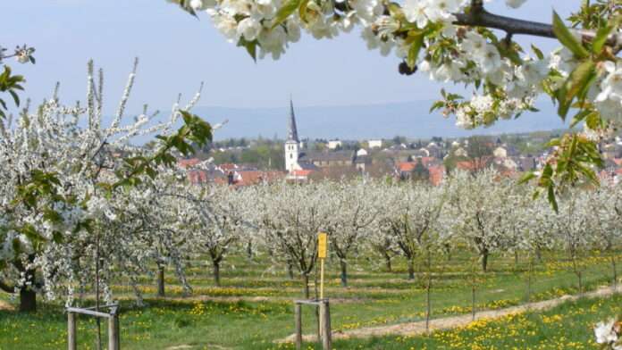 Obstblüte Mainz Finthen | Rheinland-Pfalz