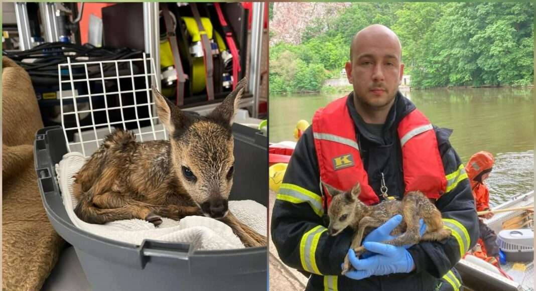 Feuerwehr rettet Rehkids