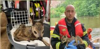Feuerwehr rettet Rehkids