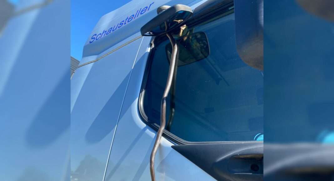 Schlange in Lkw eingeklemmt