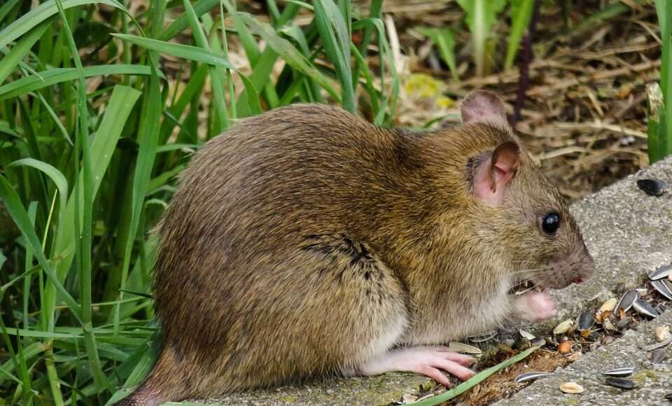 animal world 3552300 960 720 e1654846033774