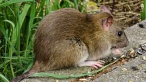 Animal world 3552300 960 720 e1654846033774