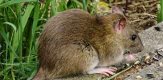 animal world 3552300 960 720 e1654846033774