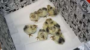 Verstärkte kontrollen vom veterinäramt im kreis mainz-bingen Verstärkte kontrollen vom veterinäramt im kreis mainz-bingen