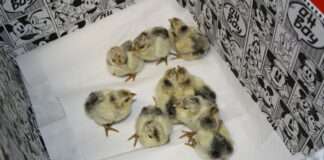 kit sonnenschein kueken e1654237148804