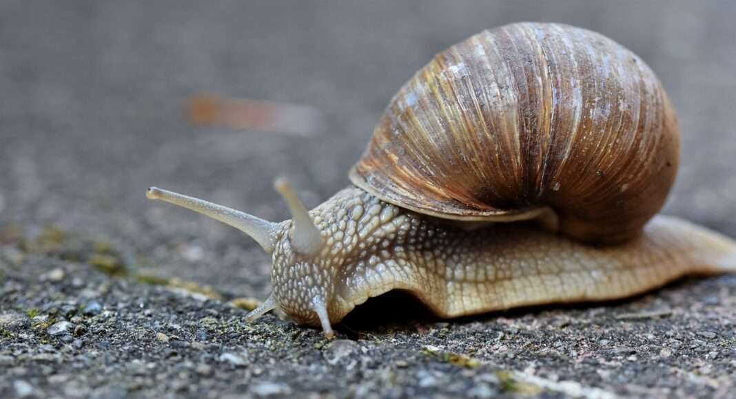 snail g834b395dc 1280
