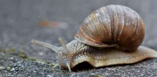 snail g834b395dc 1280