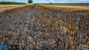 Flächenbrand zwischen biebelsheim und zotzenheim D0390f4a 6804 4c17 b855 75378d448e4f