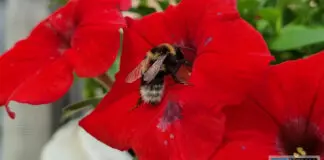 Hummel1