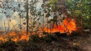 Waldbrand in mörfelden-walldorf - flammen breiteten sich rasant aus 298496024 5345803778831578 7203292106225978530 n e1659981311124
