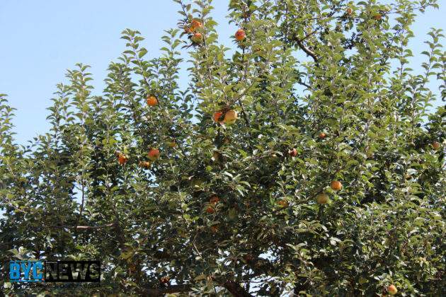 Gelbes Band Moerfelden Walldorf4 scaled