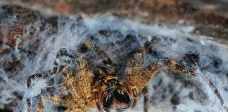 Nosferatu Spinne
