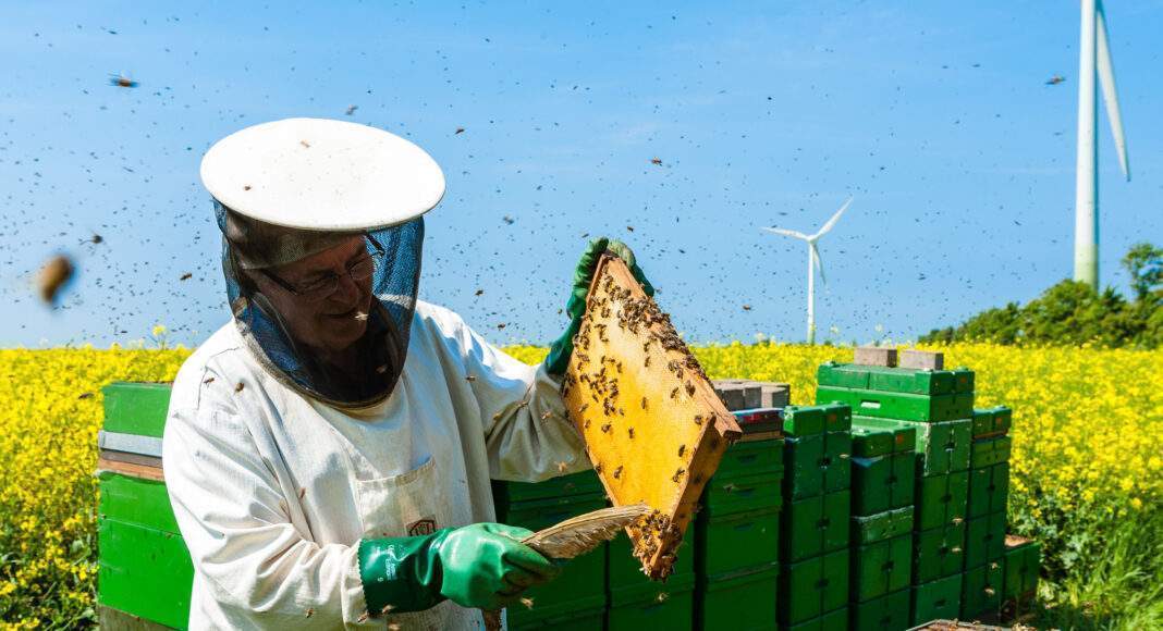 p 70544bild1Foto djdwwwbiokraftstoffverbanddeGetty ImagesBjoern Alberts scaled