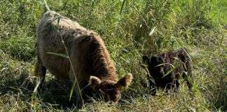 ua galloways n e1659785587104