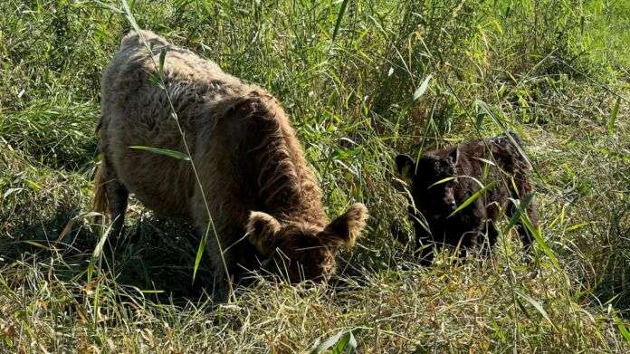 ua galloways n e1659785587104 ua galloways n e1659785587104