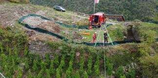 20220924 Traubenrettung Internet pressefrei2 scaled