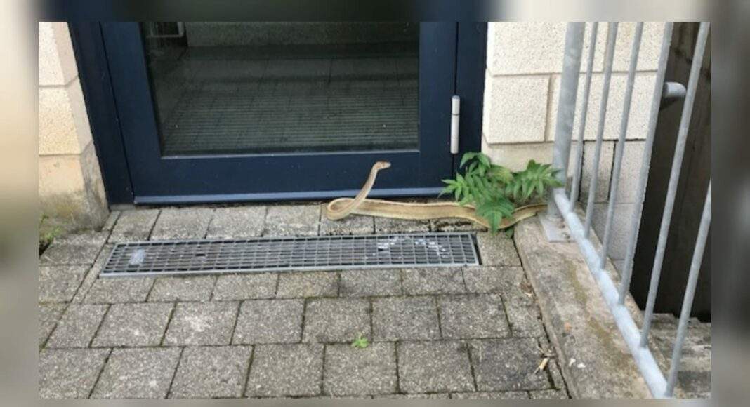 Schlangenfund, Symbolbild