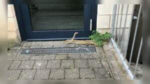 Schlangenfund, symbolbild