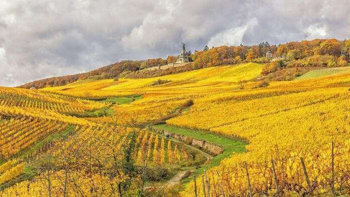 ruedwagelbweinberg ruedwagelbweinberg