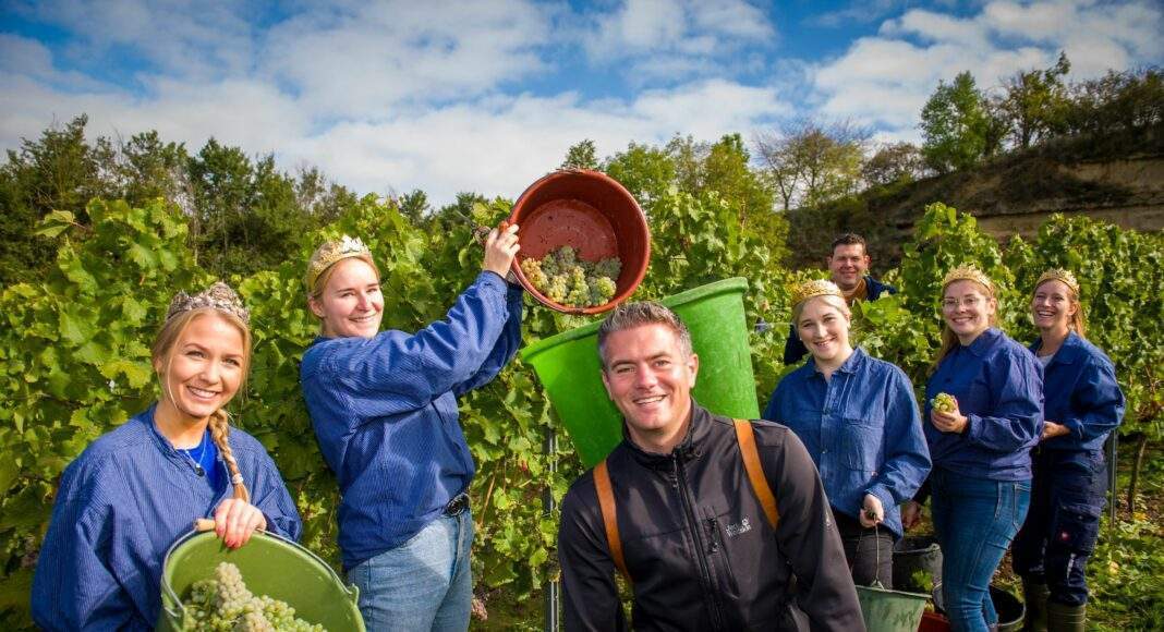 Lese im Majestaetenweinberg 2022 scaled