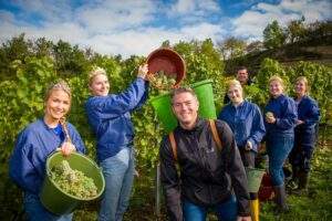 Traubenernte im majestätenweinberg in alzey-weinheim Lese im majestaetenweinberg 2022 scaled