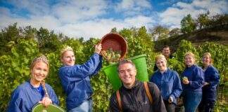 Lese im Majestaetenweinberg 2022 scaled