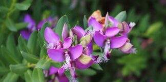 blossom 1521527 960 720