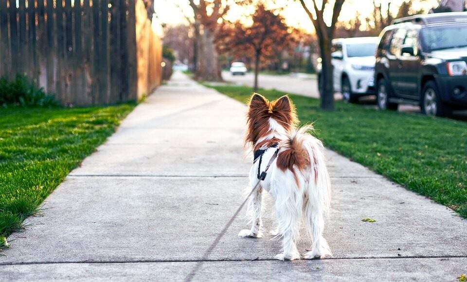 dog 4259565 960 720 e1669134119146 dog 4259565 960 720 e1669134119146