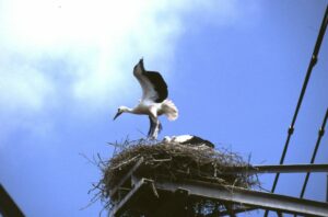 Kreis groß-gerau fördert naturschutzmaßnahmen Kreis groß-gerau fördert naturschutzmaßnahmen