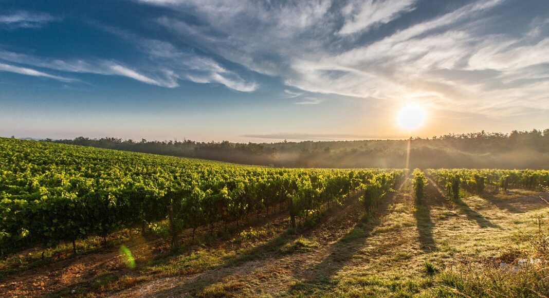 vineyard 428041 1280