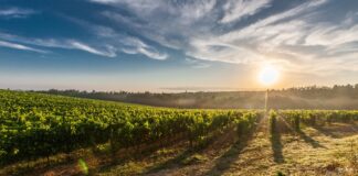 vineyard 428041 1280