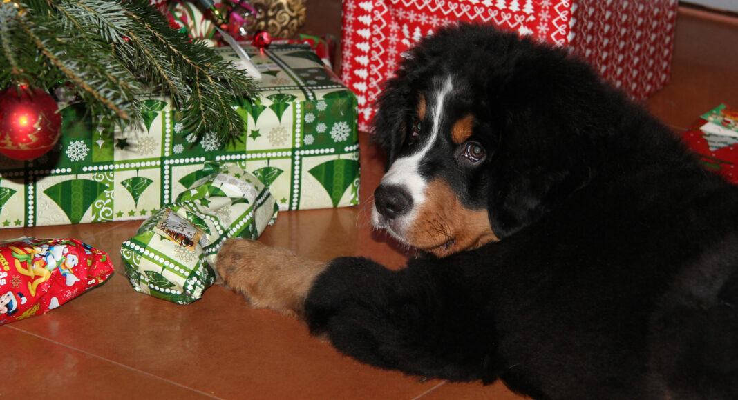 2 Foto PM Keine Tiere unterm Weihnachtsbaum cTASSO e V scaled e1670593505835