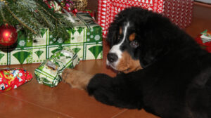 2 foto pm keine tiere unterm weihnachtsbaum ctasso e v scaled e1670593505835