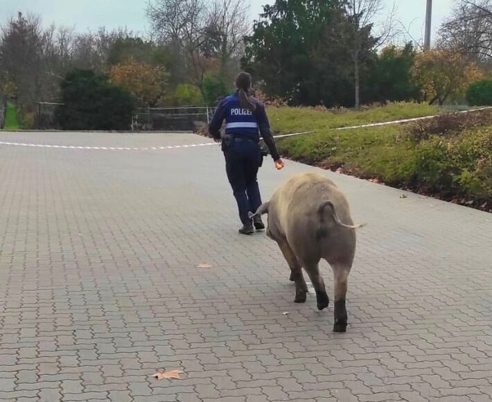 pol pdnw schweinischer einsatz in deidesheim e1670080304187