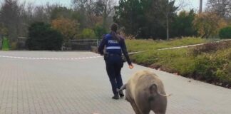 pol pdnw schweinischer einsatz in deidesheim e1670080304187