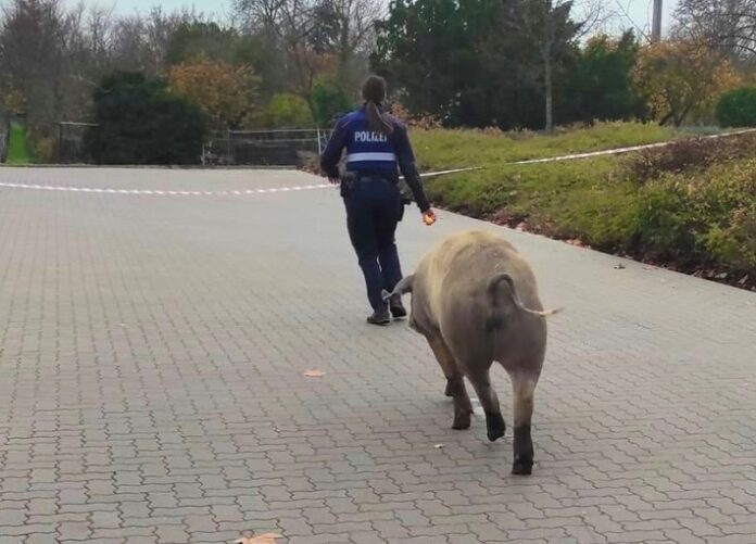 pol pdnw schweinischer einsatz in deidesheim e1670080304187