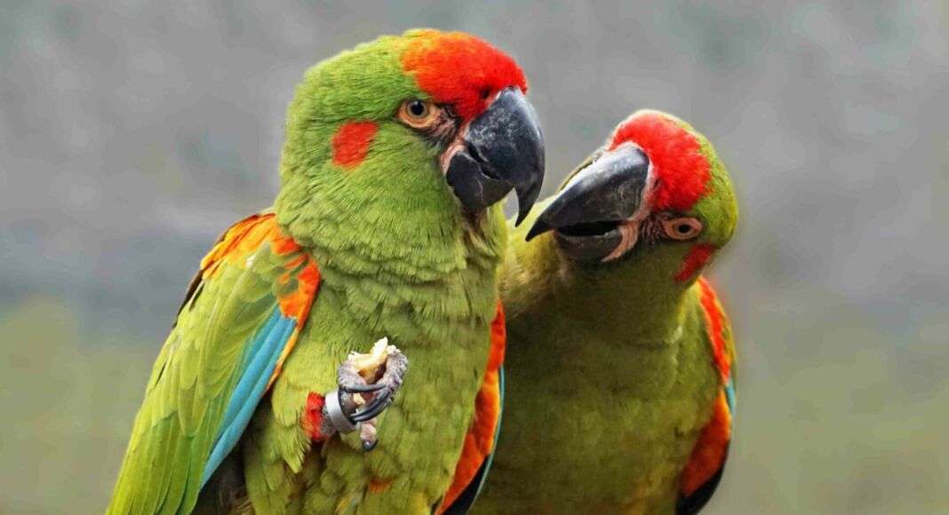 2023 01 Rotohraras c Zoo Dresden klein