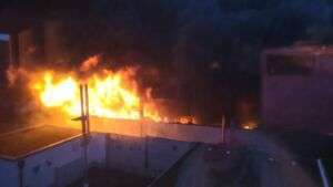 Ara zum zootier des jahres 2023 gewählt - die bunten schönheiten sind stark bedroht