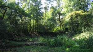 Oppenheimer waeldchen