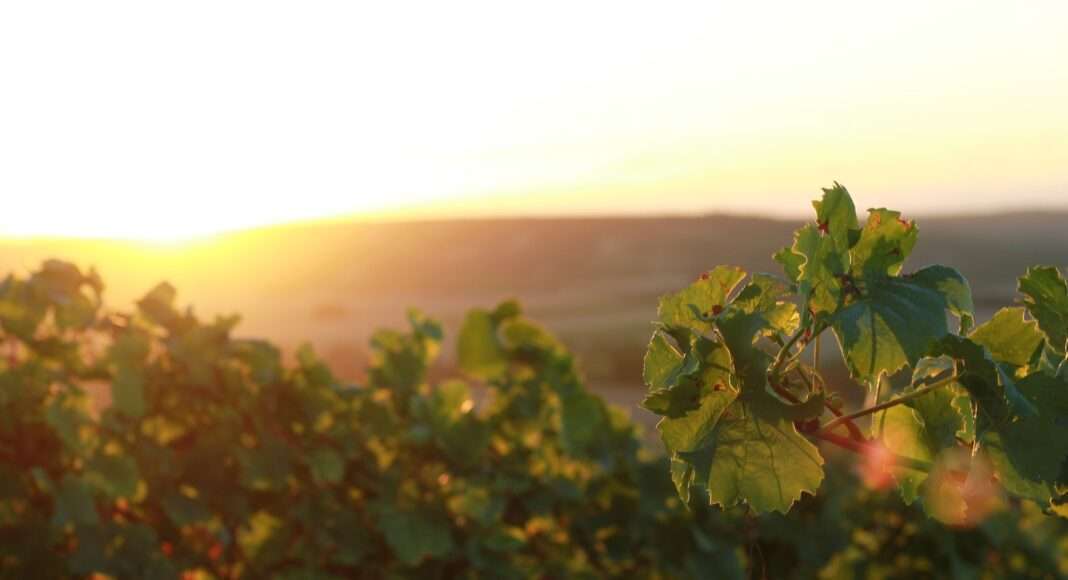 vineyards g717d7ab48 1920 e1673615380815 vineyards g717d7ab48 1920 e1673615380815