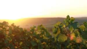 Sind alle kryptowährung ein gutes investment? 1