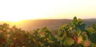 vineyards g717d7ab48 1920 e1673615380815