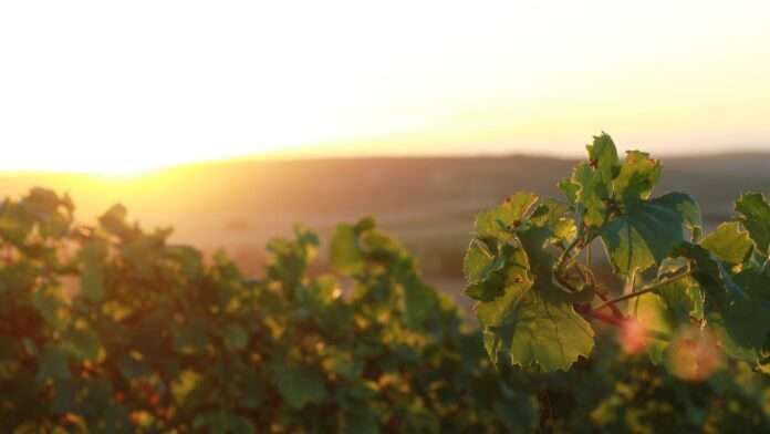 vineyards g717d7ab48 1920 e1673615380815 vineyards g717d7ab48 1920 e1673615380815