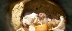 Glasfaser direkt deutschland hat insolvenz angemeldet