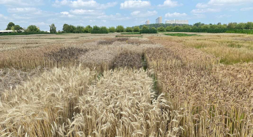 Prof. Dr. Friedrich Longin | Bildquelle: Universität Hohenheim