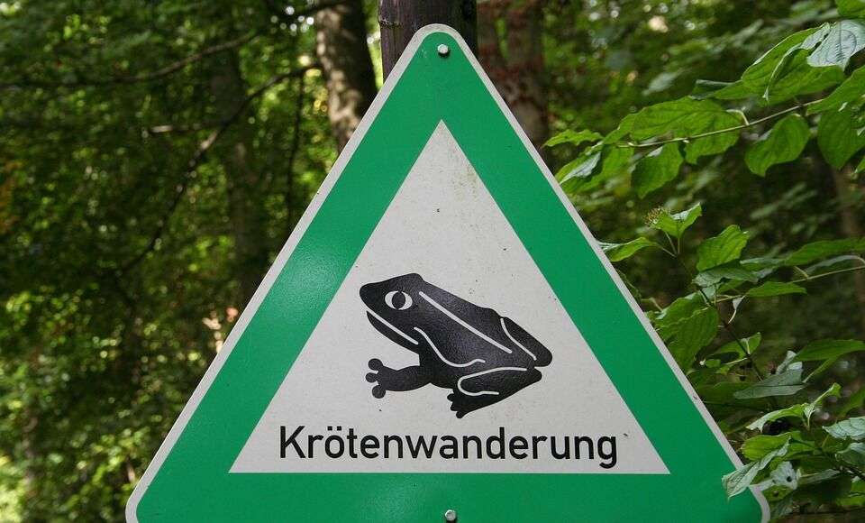 Krötenwanderung