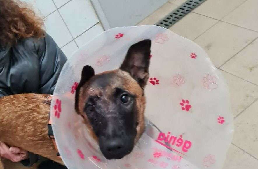 Mali e1675308506947 Mali e1675308506947