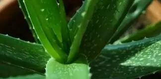 aloe vera plants 2731140 960 720