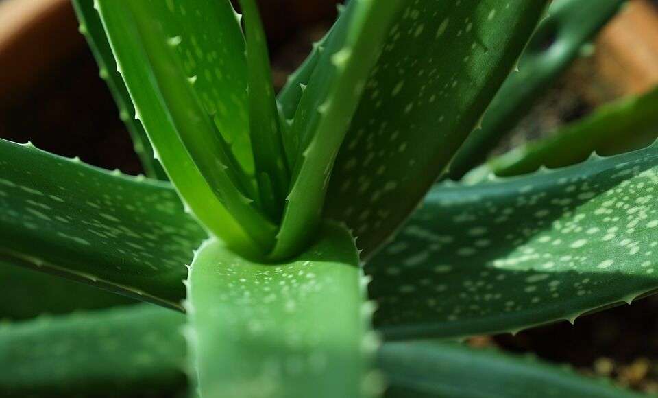 aloe vera plants 2731140 960 720